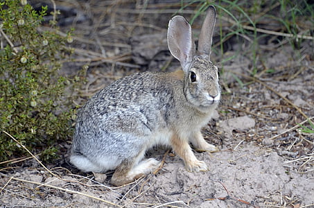 gray and beige rabbit on gray soil at daytime thumbnail