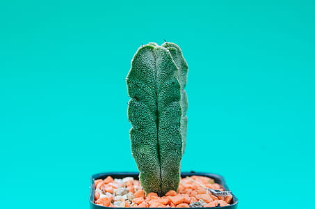 Shallow Focus Photography Of Green Cactus thumbnail