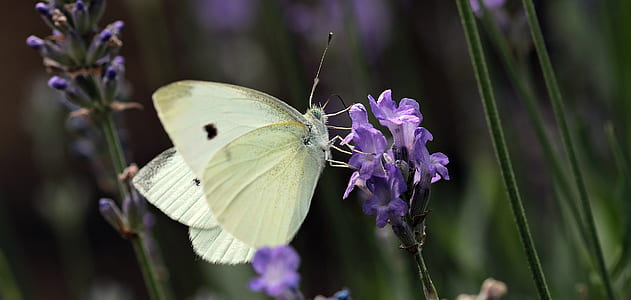 selective focus photography of yellow butterfly perching on purple flower thumbnail