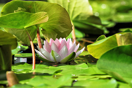 shallow focus photography of pink lotus thumbnail