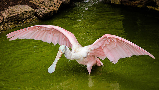 pink bird standing in body of water during daytime thumbnail