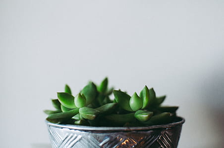 green succulent plant in gray pot thumbnail