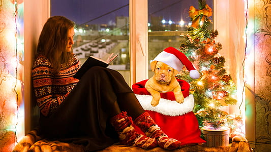 woman sitting near window beside brown puppy thumbnail