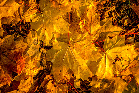 maple leaves on ground thumbnail