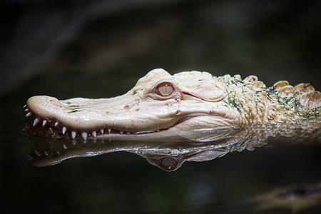 photo of albino crocodile thumbnail