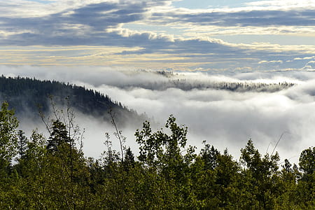 green trees surrounded with fog at daytime thumbnail