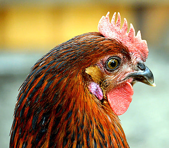 close-up photography of red rooster's face thumbnail