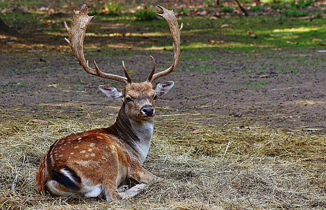 brown deer lying on grass thumbnail
