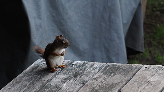 Squirrel On Top Of Wooden Table thumbnail