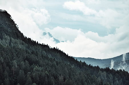 Aerial View Photography of Forest thumbnail