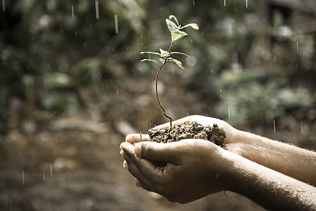 person holding soil with plant thumbnail