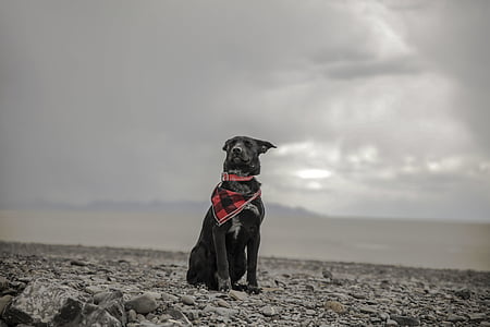 dog sitting on rocks thumbnail