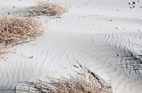 brown grass on sand thumbnail