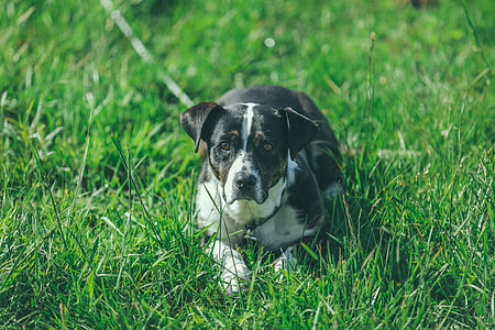adult black and white American pit bull terrier lying on the grass field thumbnail