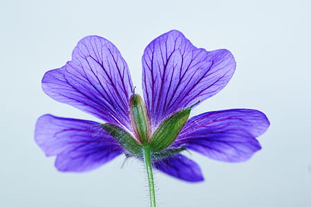 Green and 5 Petaled Purple Flower thumbnail
