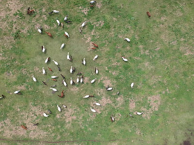 herd of mammal on grass thumbnail