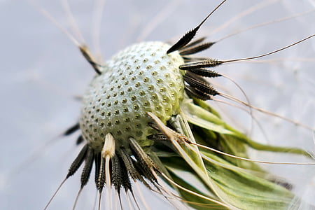 selective focus photography of dandelion thumbnail