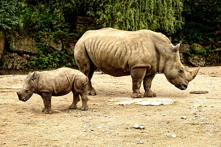 two rhinoceros on ground thumbnail
