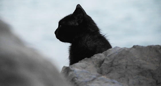 cat cat on top of gray rock thumbnail