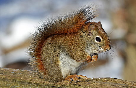 Small Squirrel Standing on Brown Wood thumbnail