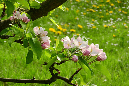 Apple-Blossom, Apple Tree thumbnail