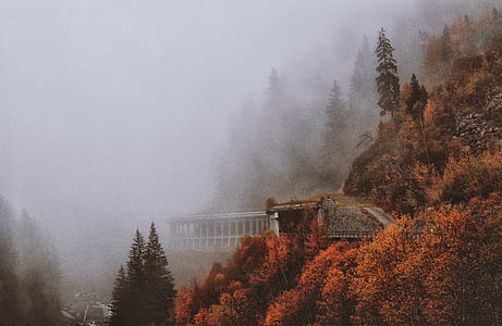 Brown and Green Leaved Trees Covered With Fog thumbnail