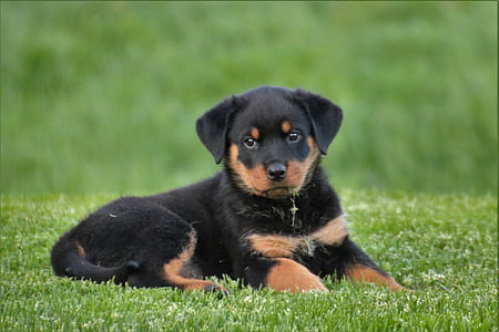 mahogany Rottweiler puppy lying on the green grass thumbnail