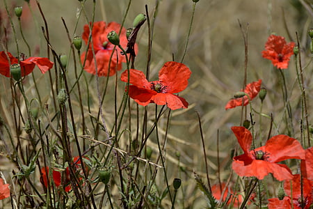 red flowers thumbnail