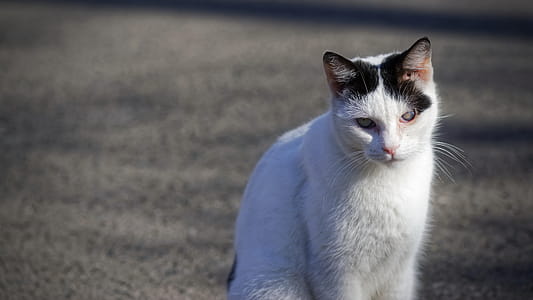 White and Black Calico Cat thumbnail