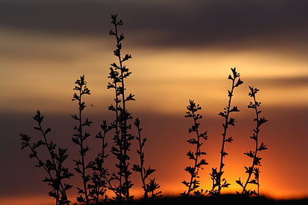 silhouette photo of plant during golden hour thumbnail