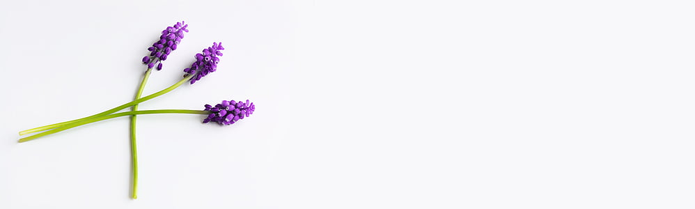 photograph of three purple flower buds thumbnail