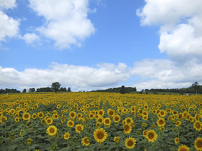 yellow Sunflower flower field under cloudy sky at daytime thumbnail