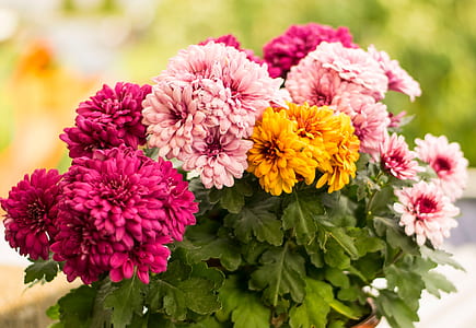multicolored petaled flower closeup photography thumbnail