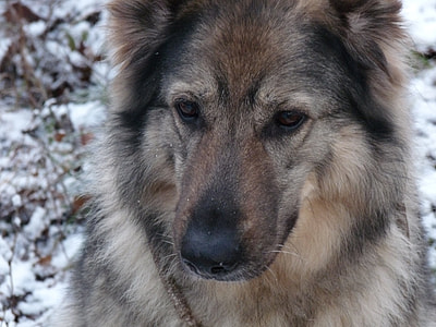 medium short-coated brown and black dog during winter thumbnail