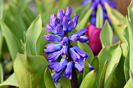 closeup photo of purple petaled flowers thumbnail