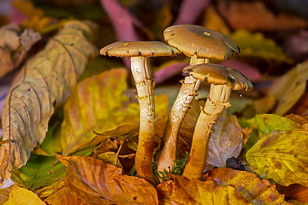 macro photograph of mushrooms thumbnail