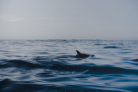 whale swim under water thumbnail