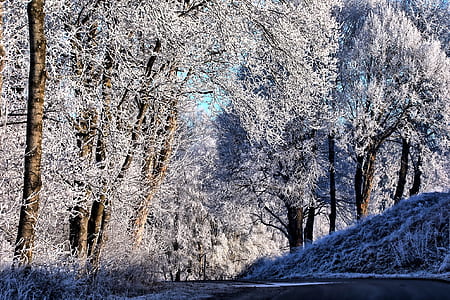 photo of gray leafed trees thumbnail