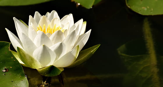 white petaled flower on water at daytime thumbnail