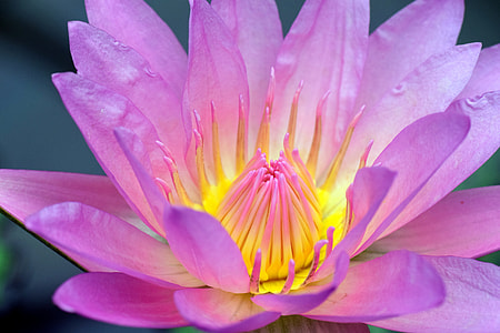 purple petaled flower thumbnail