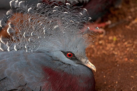 shallow focus photography of gray bird thumbnail