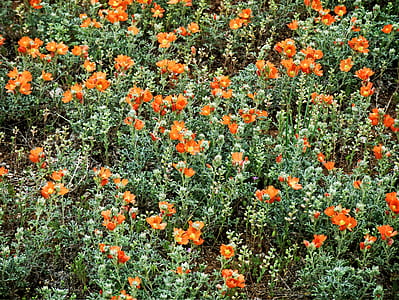 field of orange flowers thumbnail