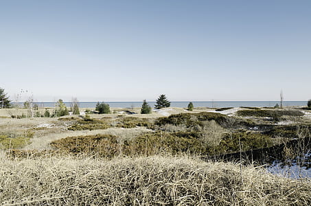 grass field during daytime thumbnail