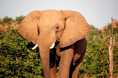 brown elephant standing on front of trees thumbnail