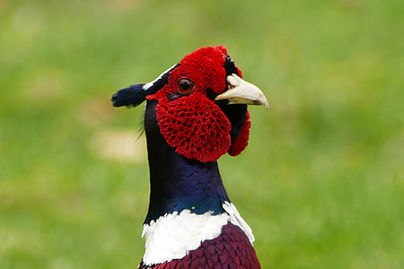 black, red, and white bird thumbnail
