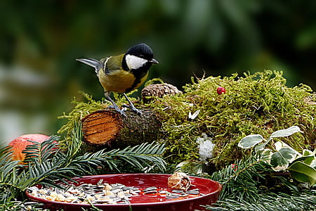 black and green bird thumbnail