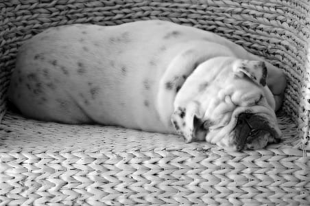 adult white and black English bulldog lying on woven tub chair thumbnail