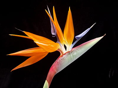 orange, red and purple birds-of-paradise flower thumbnail