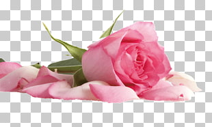 Beach rose Flower Pink Color Petal, rose, pink roses close-up photography PNG clipart