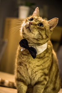 selective-focus photography of brown and black cat wearing bow tie thumbnail